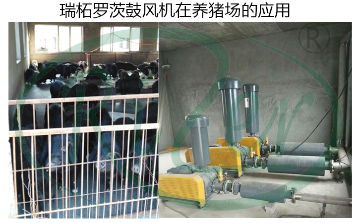 養(yǎng)殖用羅茨鼓風(fēng)機的優(yōu)點總結(jié)