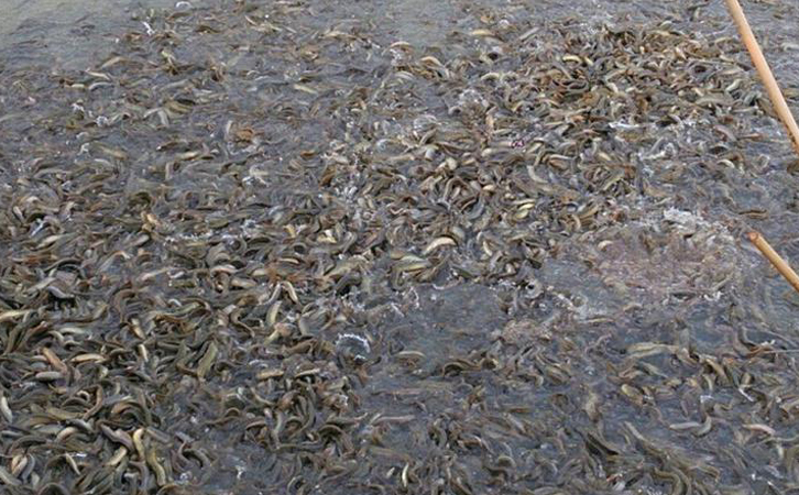 一畝魚塘能養(yǎng)多少魚 一畝魚塘能養(yǎng)多少魚